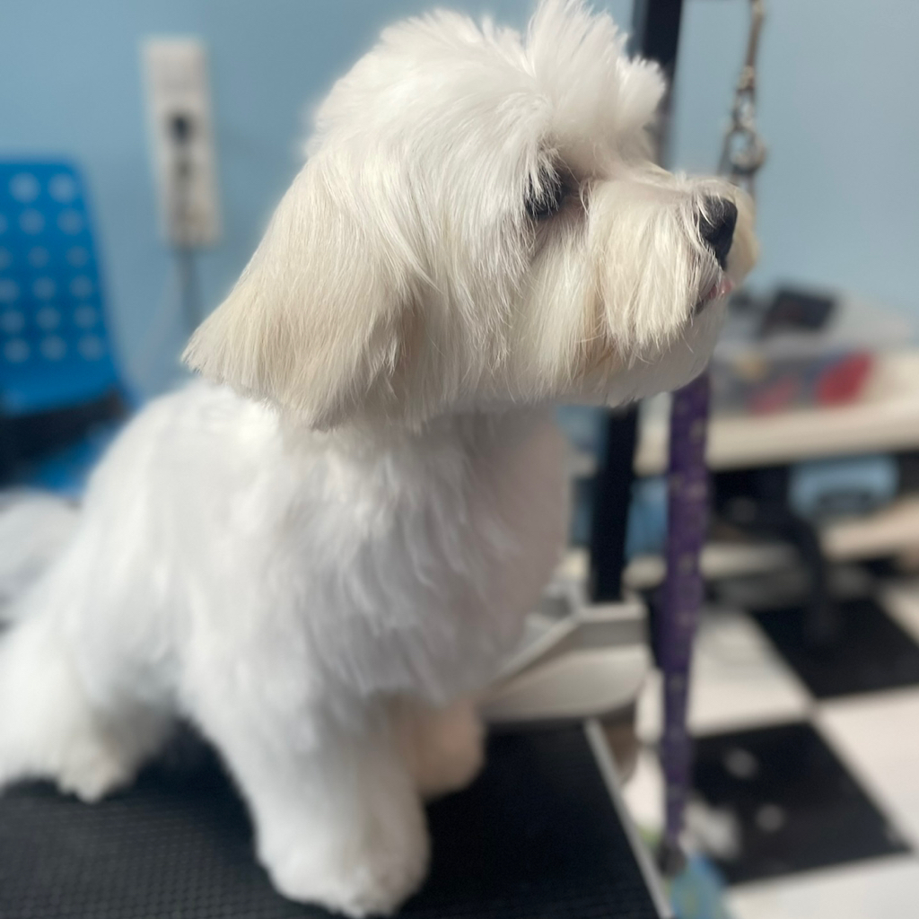 мальтийская болонка комплекс для щенков до 6мес