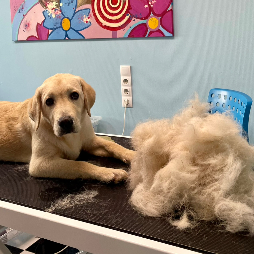 Лабрадор экспресс-линька