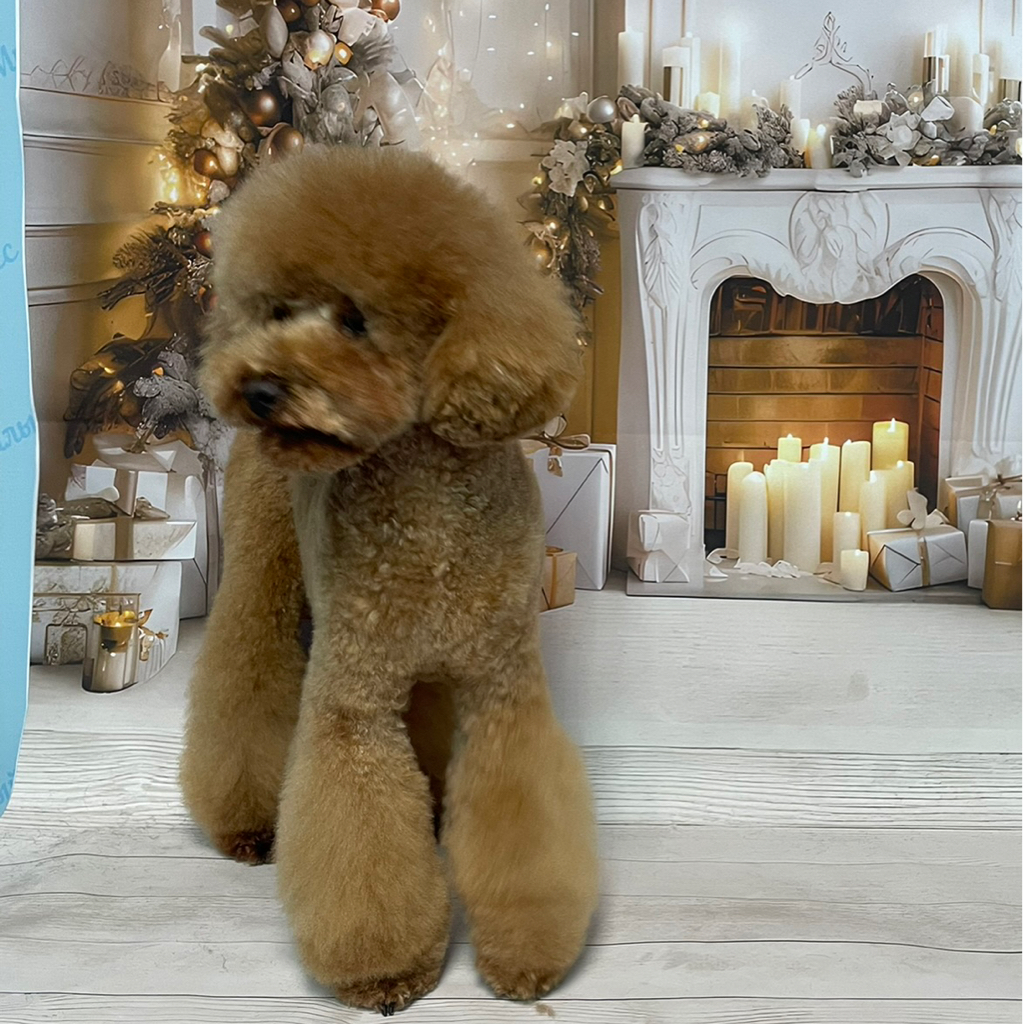 Малый пудель с азиатской мордочкой Комплекс