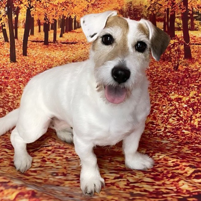 Джек Рассел Стрижка