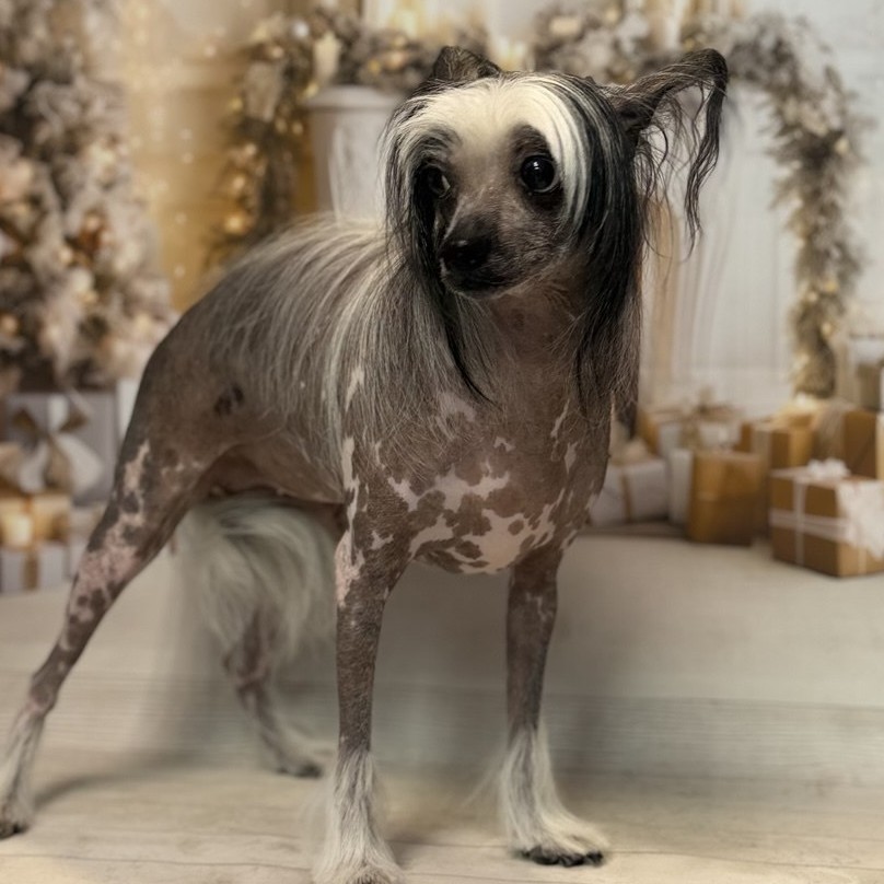 Китайская хохлатая голая ( стрижка +купание )