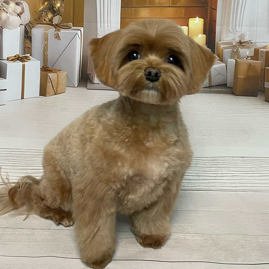 Мальтипу   Комплекс