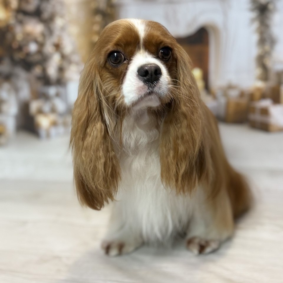 Кавалер-кинг-чарльз-спаниель Купание