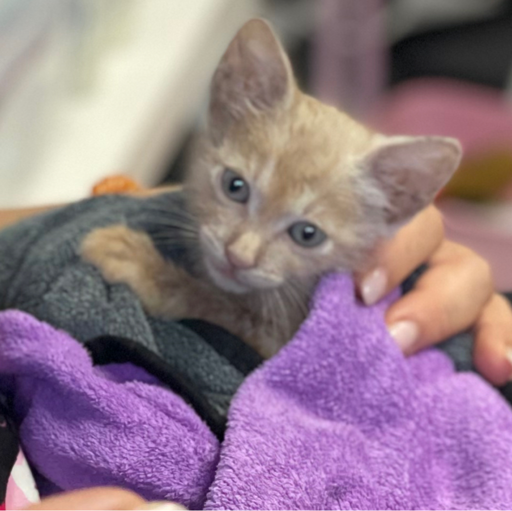 котята купание