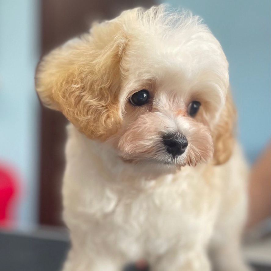 Мальтипу комплекс щенок до 6 месяцев