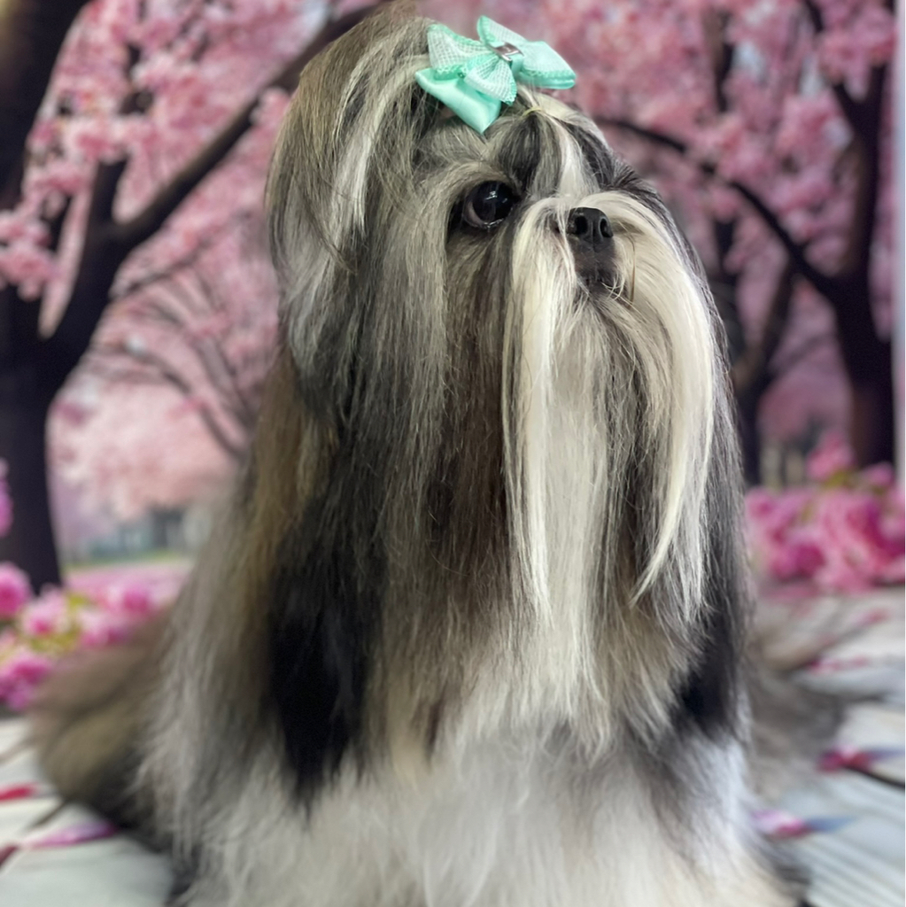 Ши-Тцу стрижка комплексная длинная шерсть