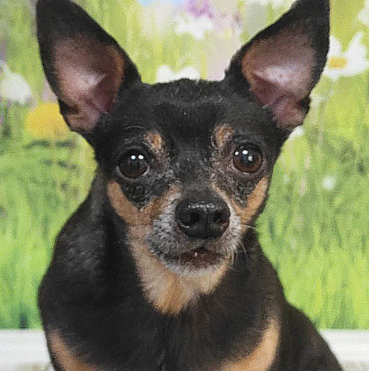 Той терьер Комплекс