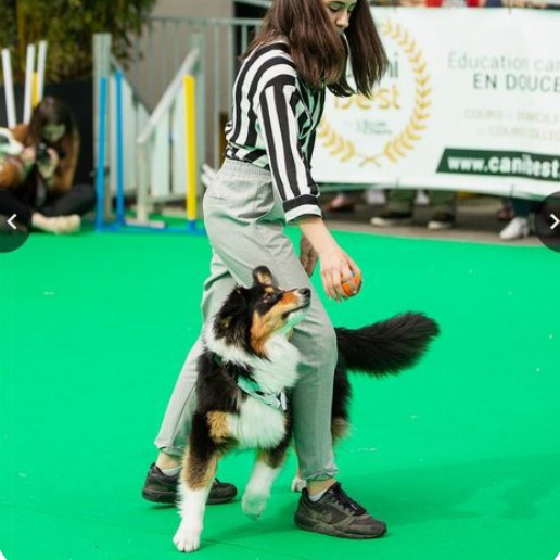 Кинологический фристайл