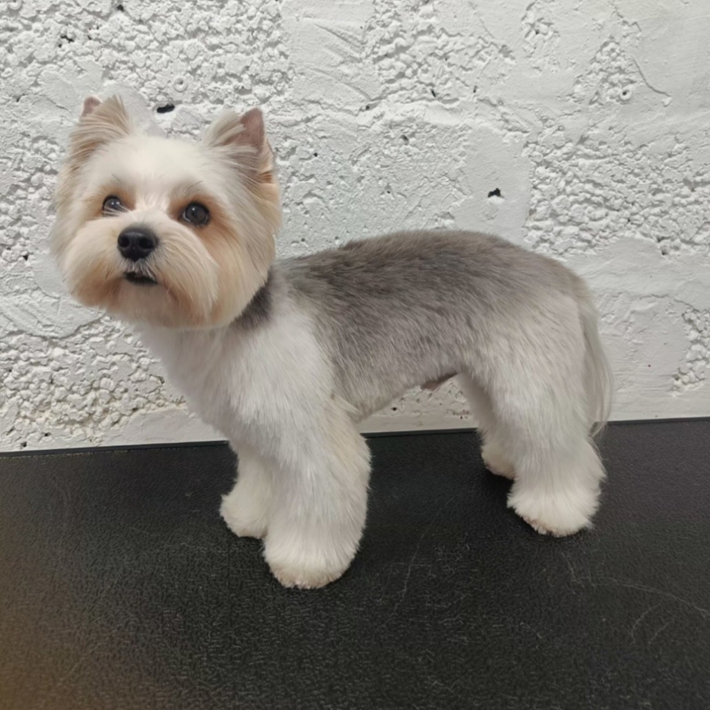 Комплекс Бивер