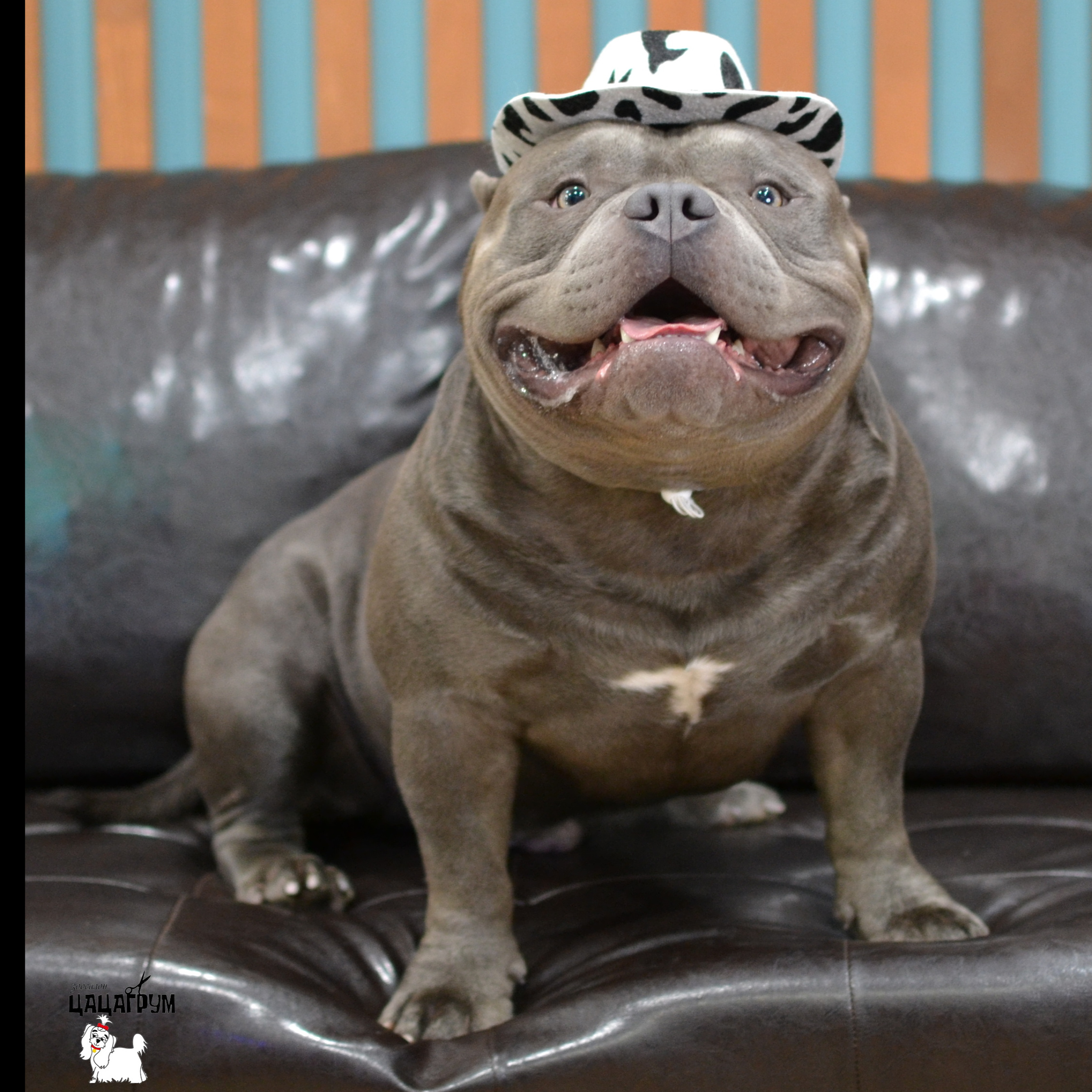 Комплекс Американский Булли