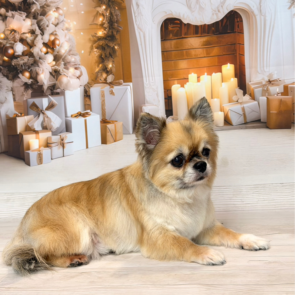 Чихуахуа Комплекс