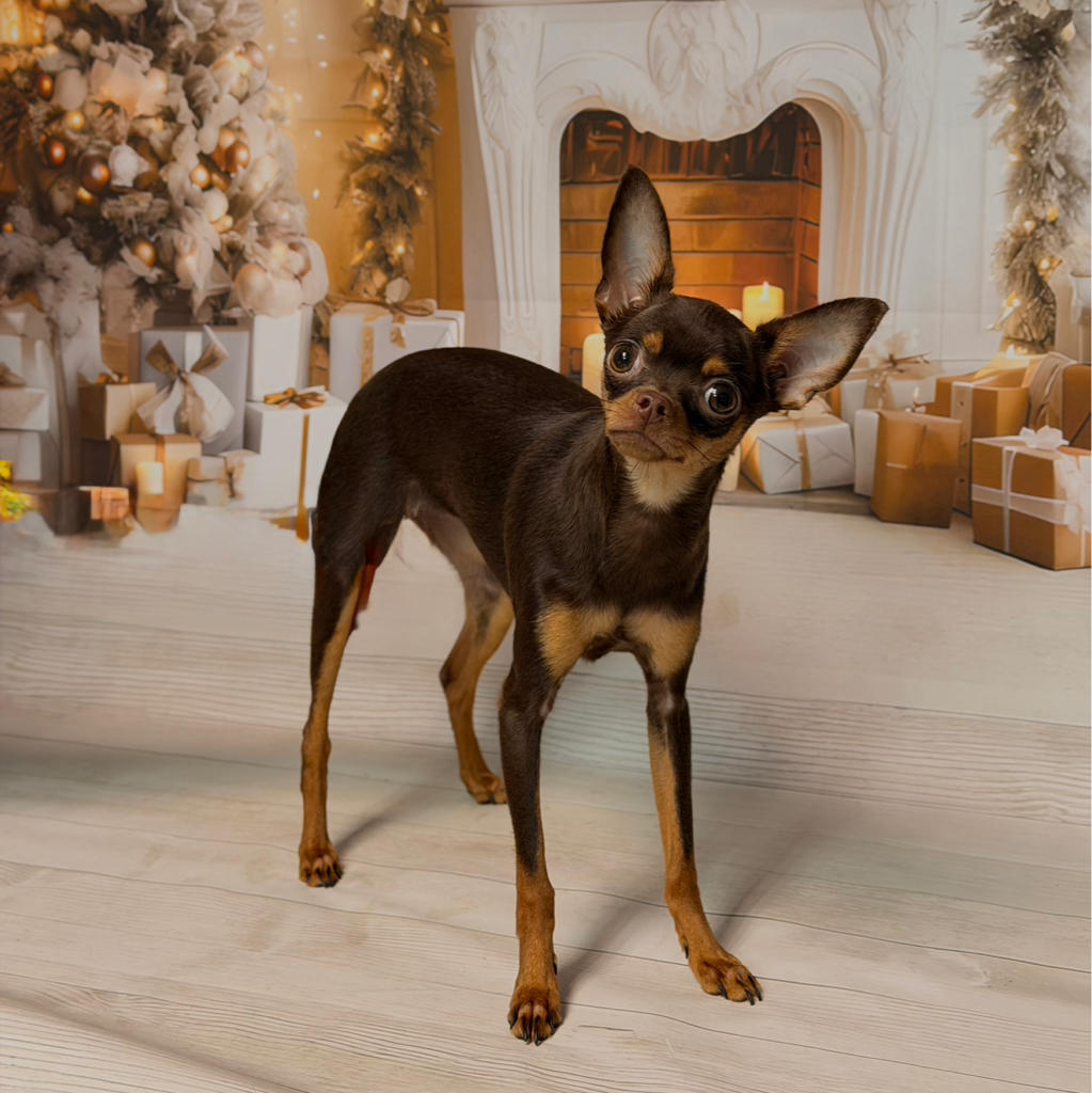 Той терьер  Экспресс-линька