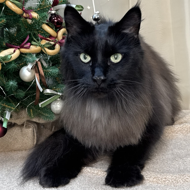 Премиум СПА для мейнкунов, длинношерстных пород кошек (до 10 кг, более 10 кг + 500 руб.)