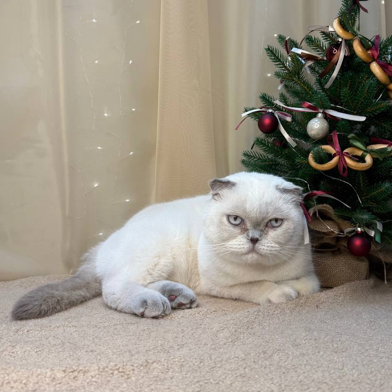 Премиум СПА для короткошерстных пород