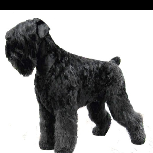 Черный русский терьер (тримминг)