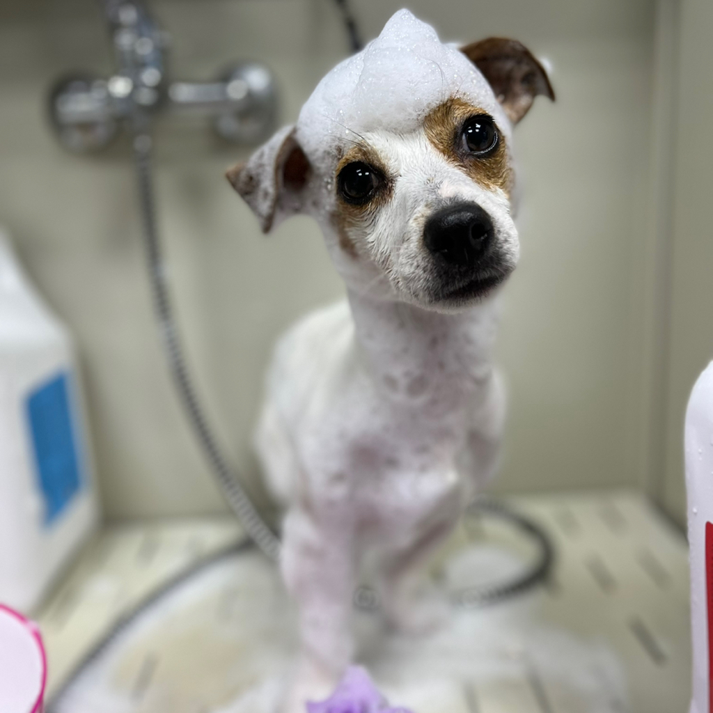 Джек-рассел гигиена