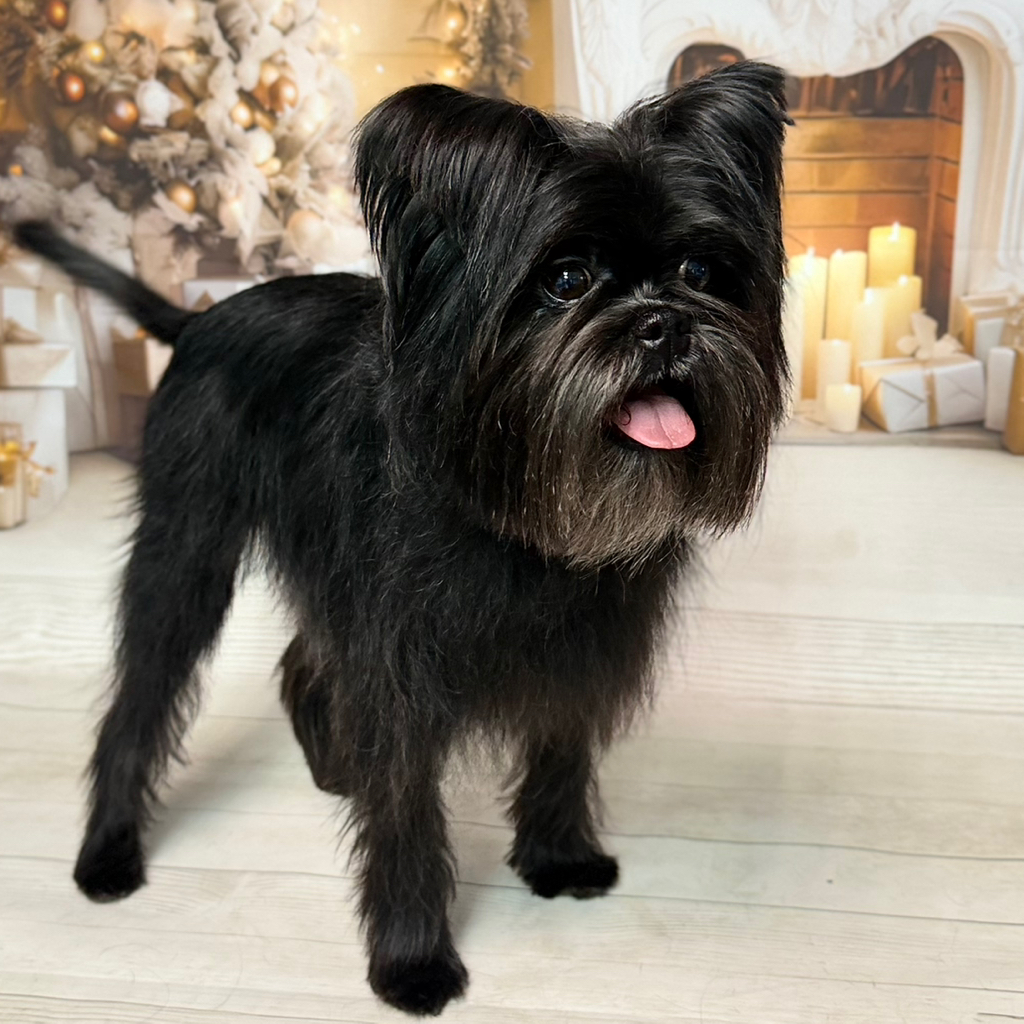 Аффенпинчер комплекс ( тримминг )