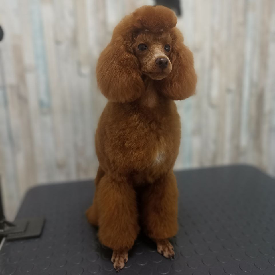 Комплекс Пудель карликовый