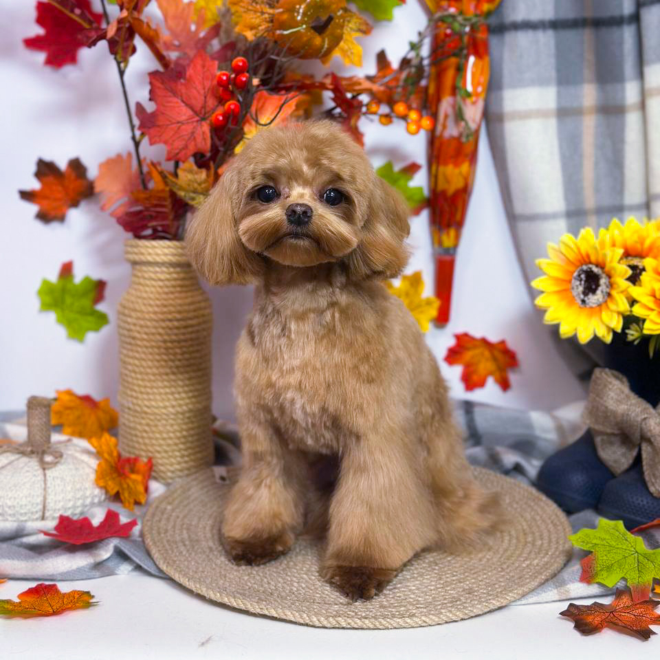 Мальтипу *Стрижка и мытьё*