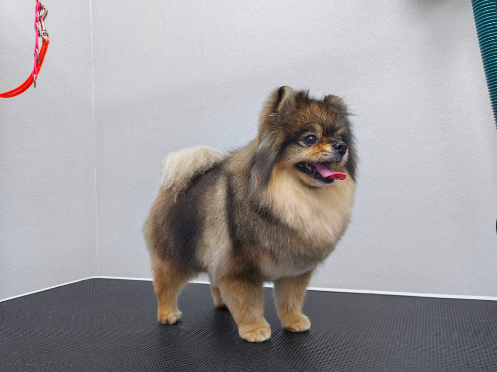 Шпиц (померанский, немецкий) полный комплекс до 30 см в холке