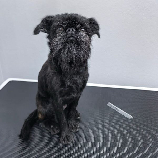 Гриффон, пти-брабансон породный тримминг