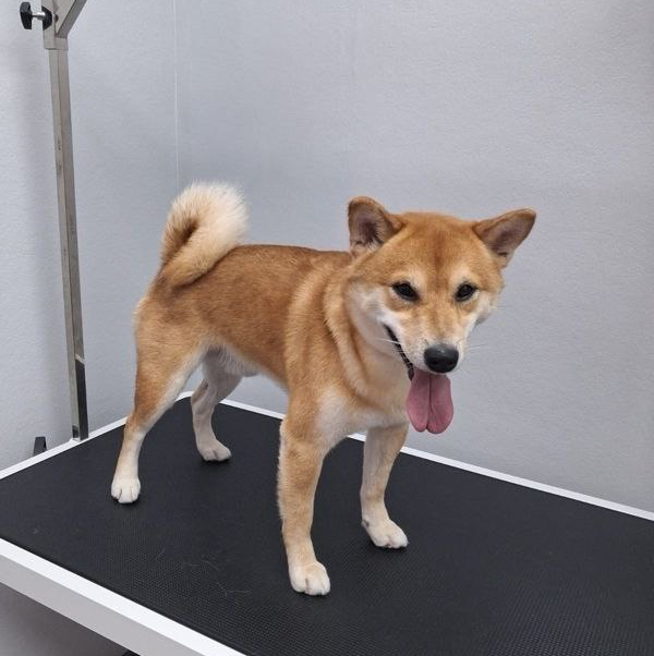 Сиба-ину Гигиенический комплекс