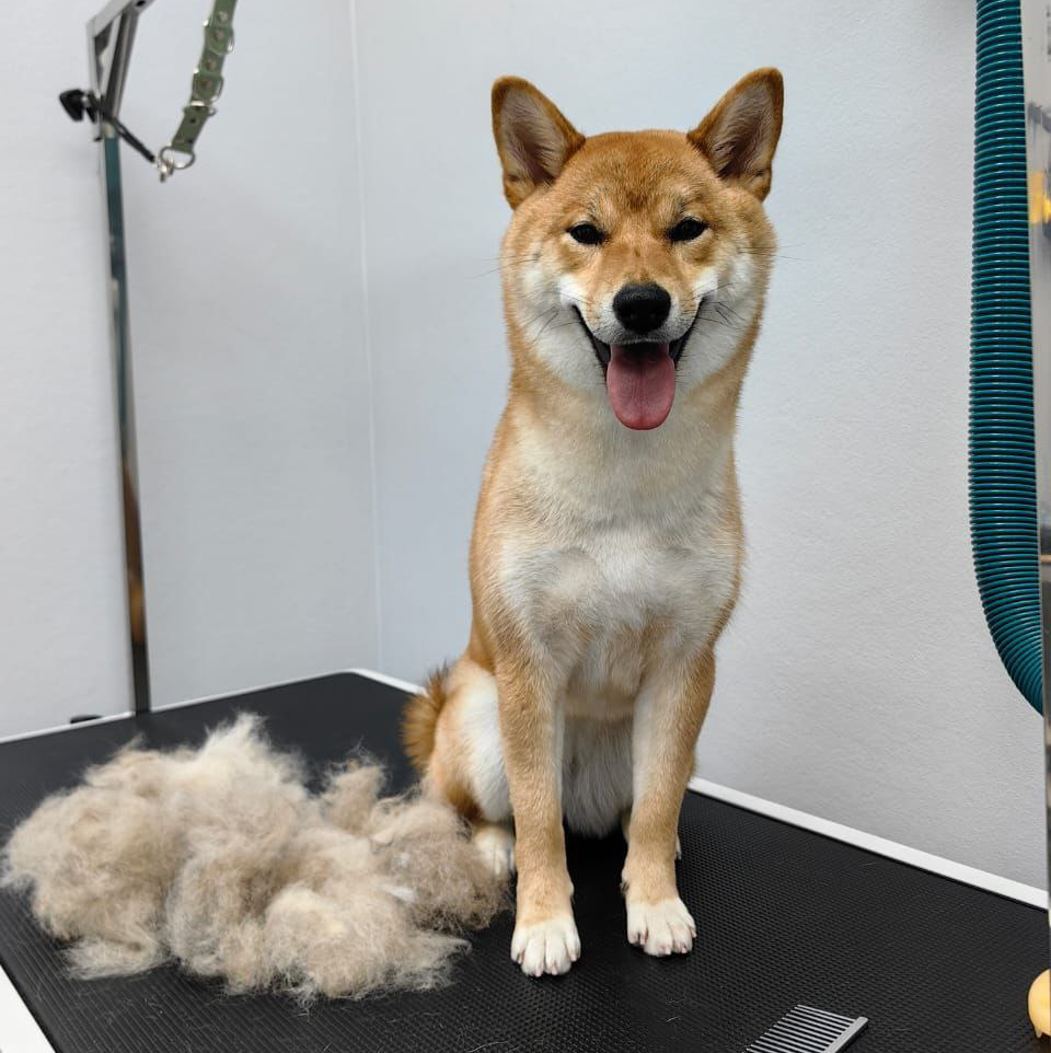 Сиба-ину Экспресс линька