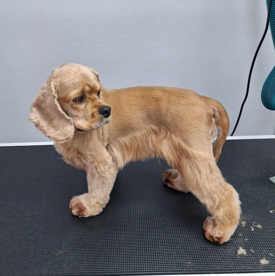 Американский кокер спаниель пэт стрижка