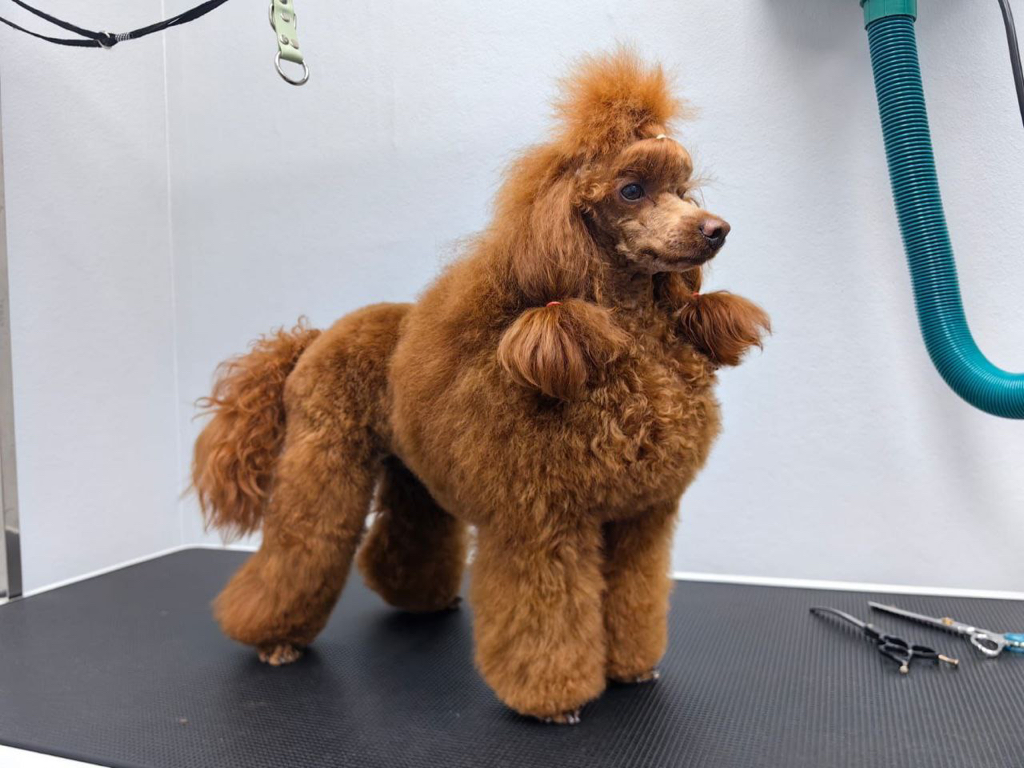 Миниатюрный пудель (28-35 см) Скандинавский лев