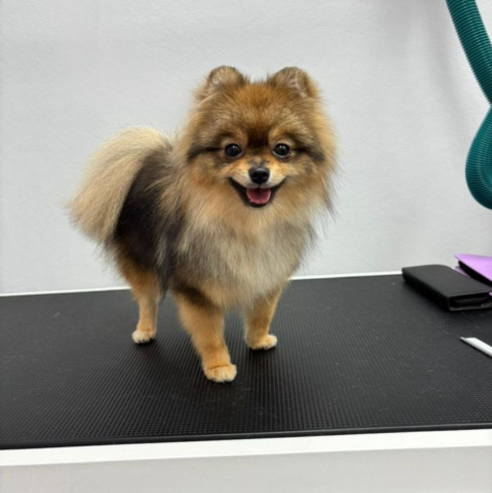 Шпиц (померанский, немецкий) гигиенический комплекс