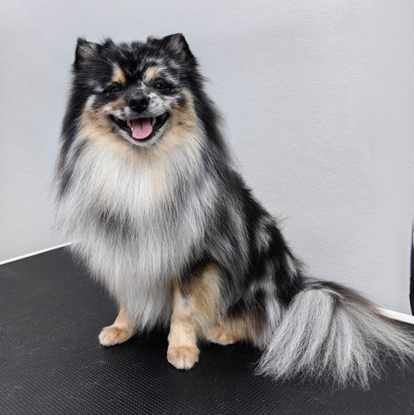 Шпиц (померанский,немецкий) полный комплекс более 30 см в холке