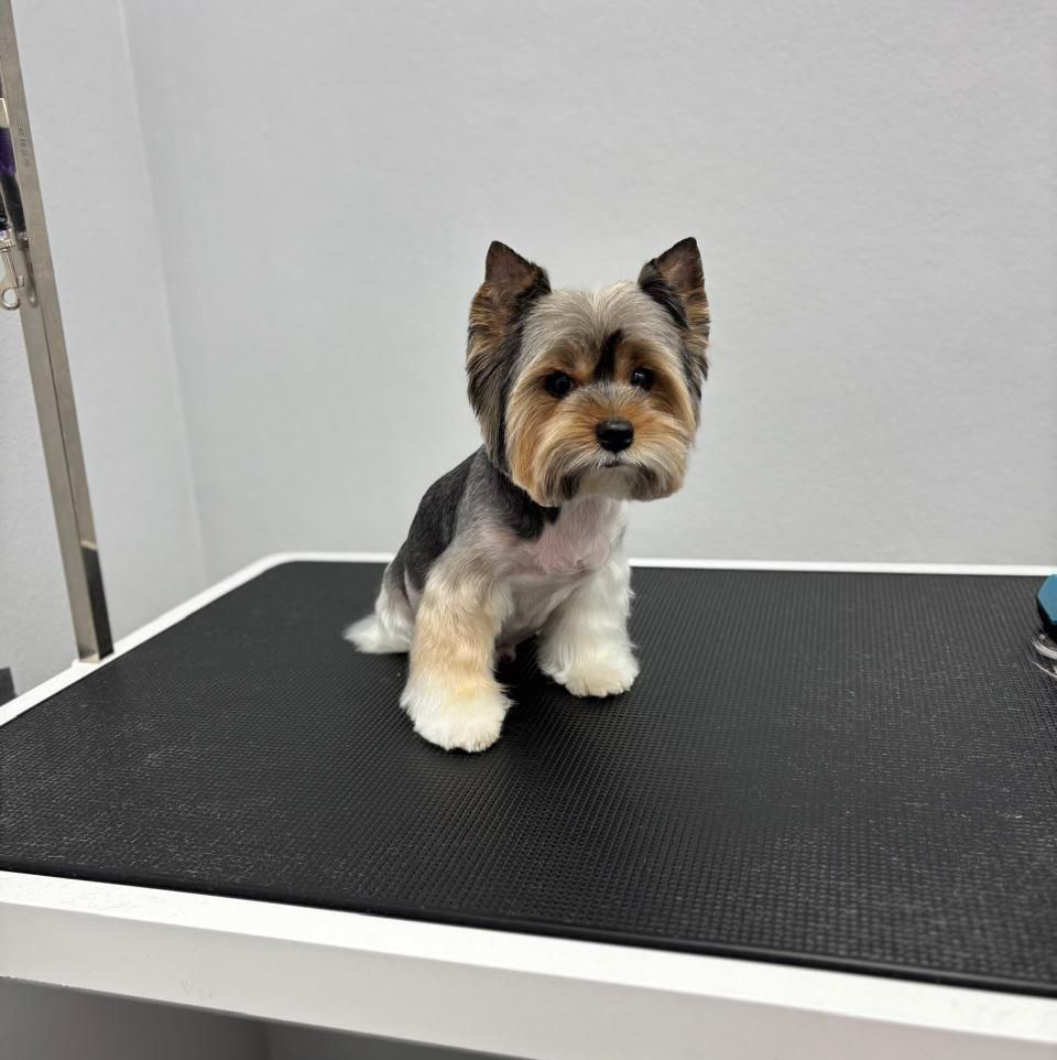 Бивер, цветной йоркширский терьер полный комплекс