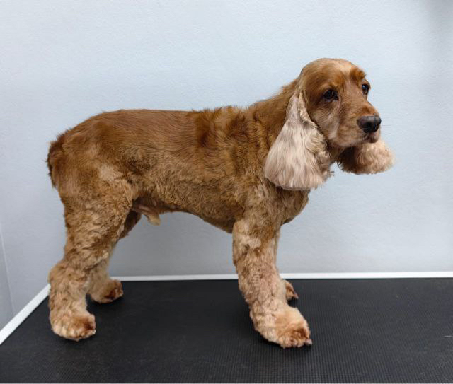 Английский кокер-спаниель пэт стрижка