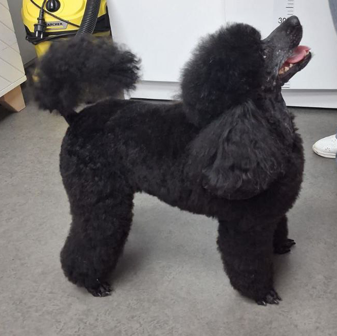 Миниатюрный пудель (28-35 см) модельная стрижка Модерн