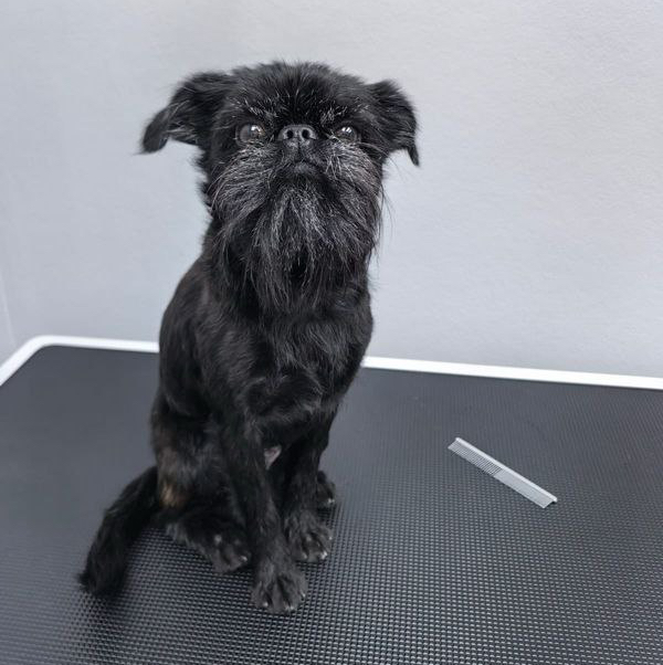 Гриффон, пти-брабансон полный комплекс со стрижкой