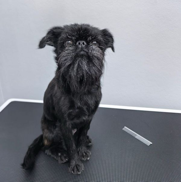 Гриффон, пти-брабансон гигиенический комплекс