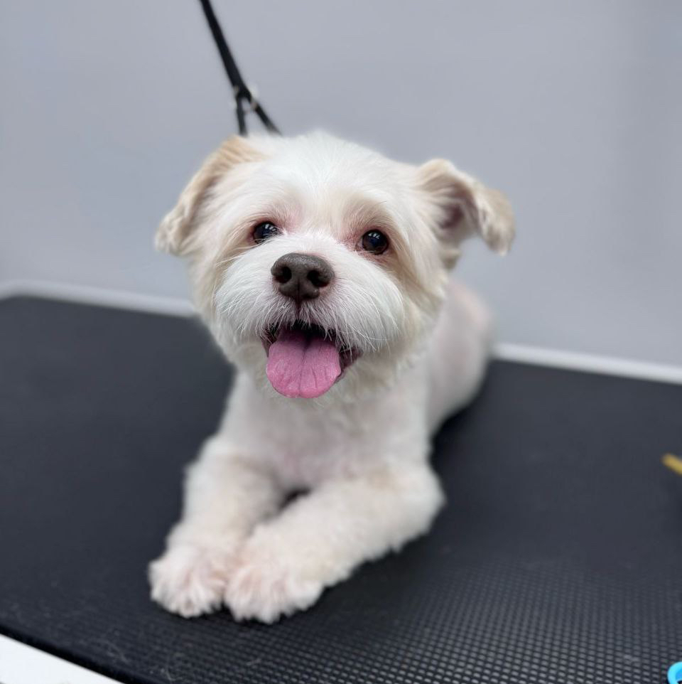 Мальтезе полный комплекс под машинку