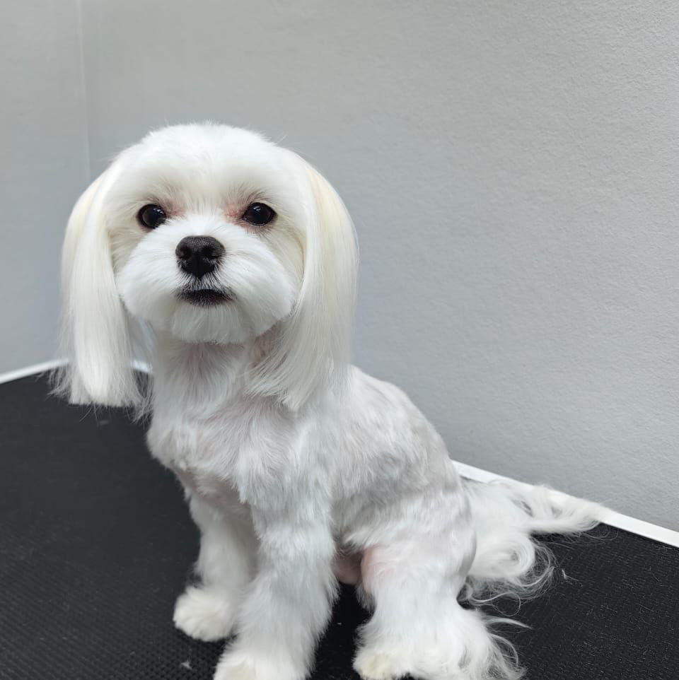 Мальтезе гигиенический комплекс взрослой собаки