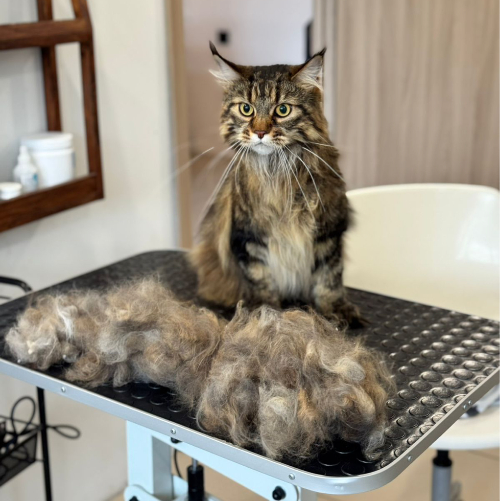 Кот длинношерстный (линька)