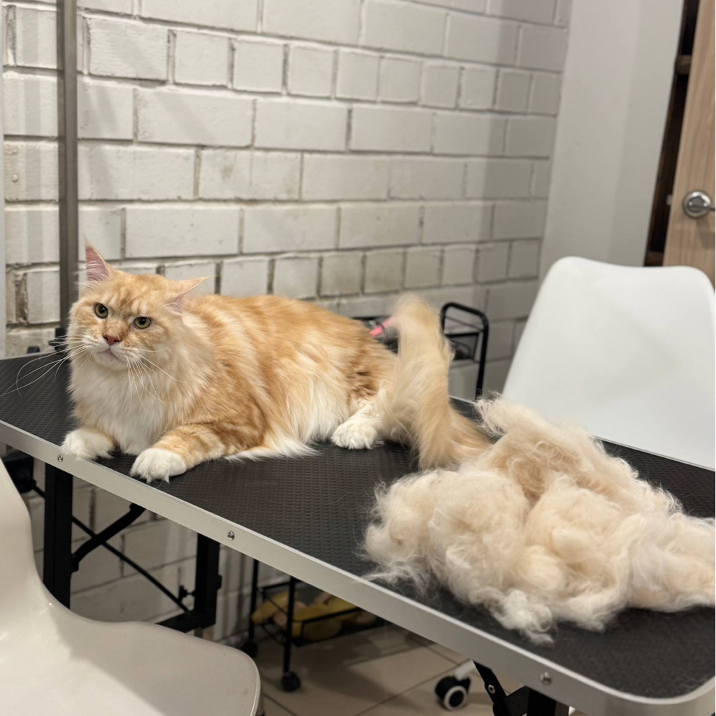 Мейн кун (линька с мытьем)