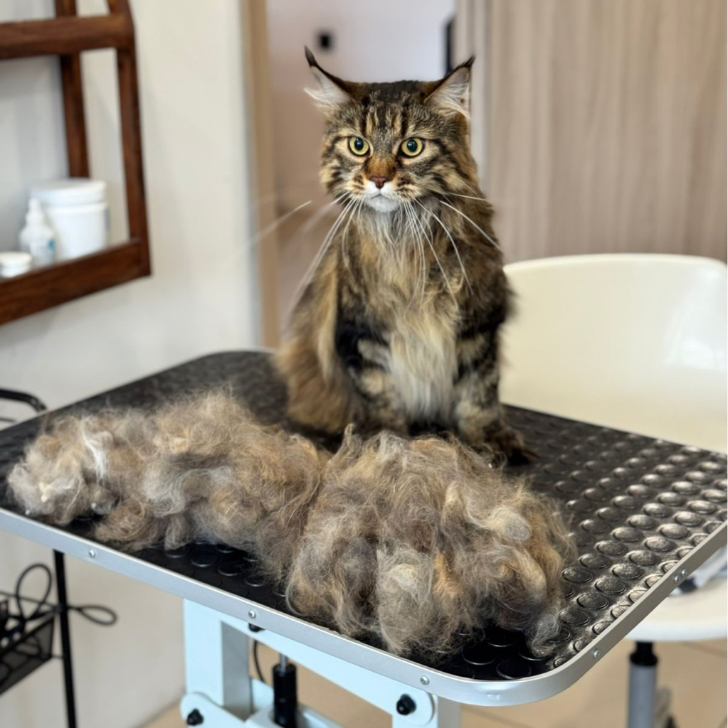 Кот длинношерстный (линька с мытьем)