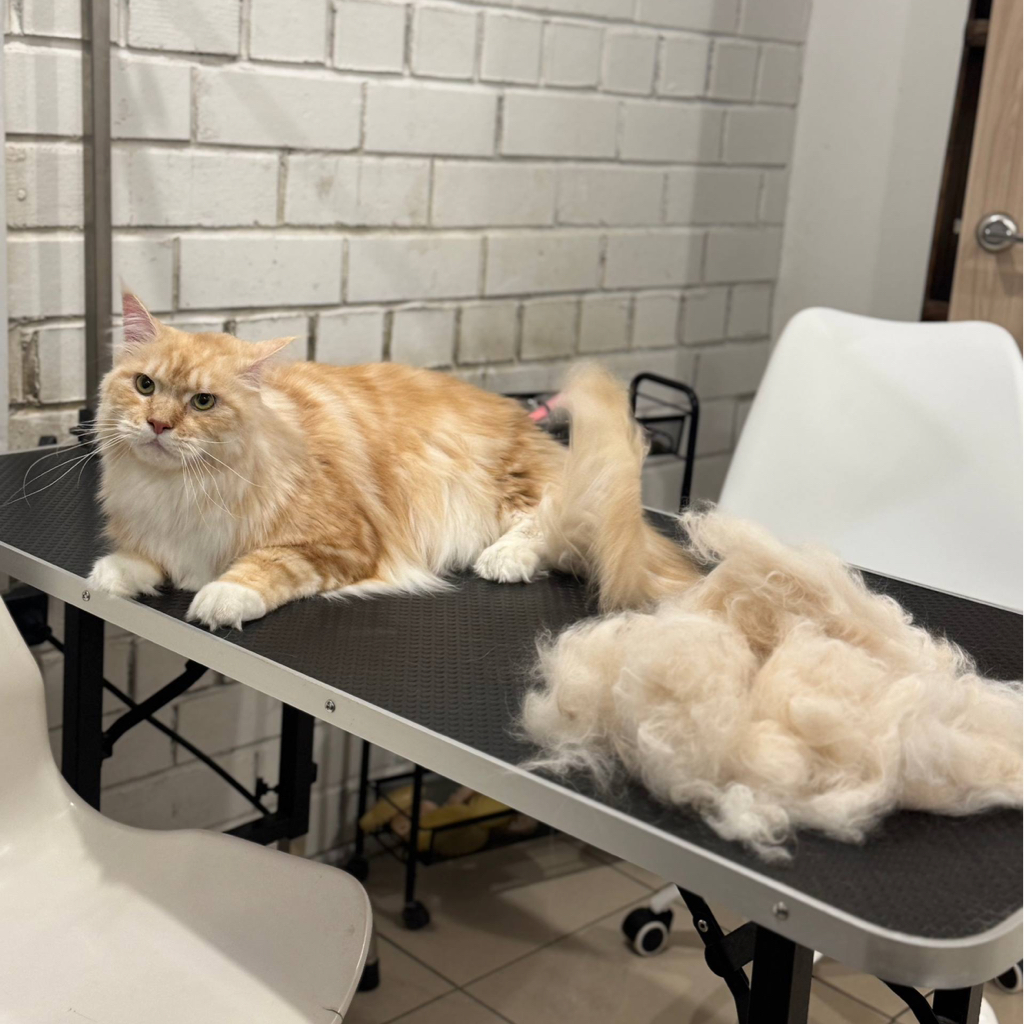 Мейн кун (линька)