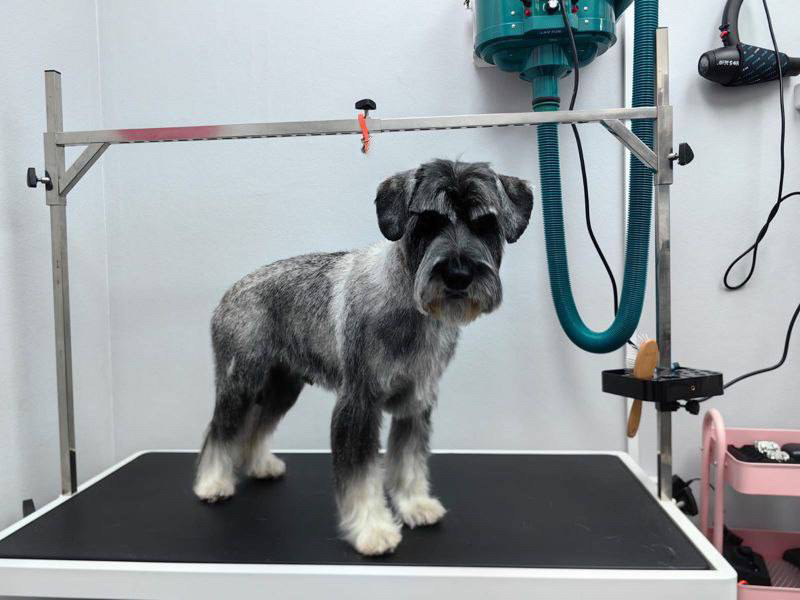 Миттельшнауцер породный тримминг