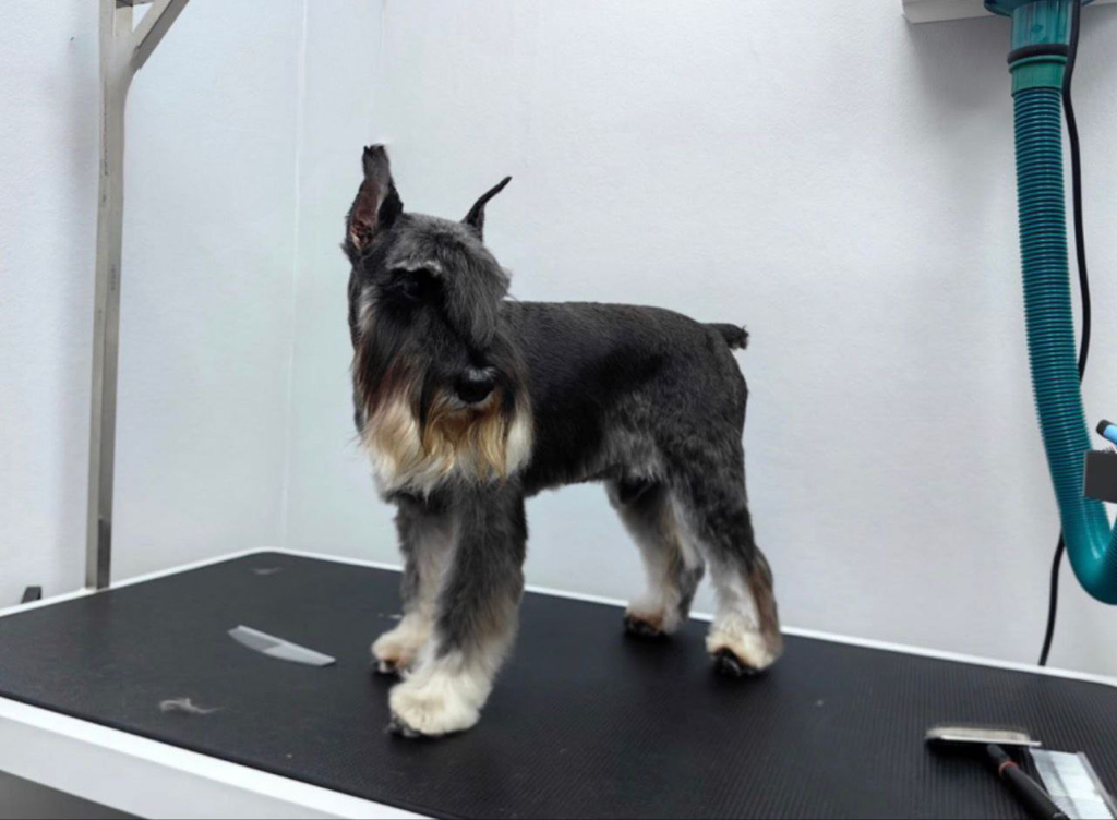 Цвергшнауцер комплекс под машинку