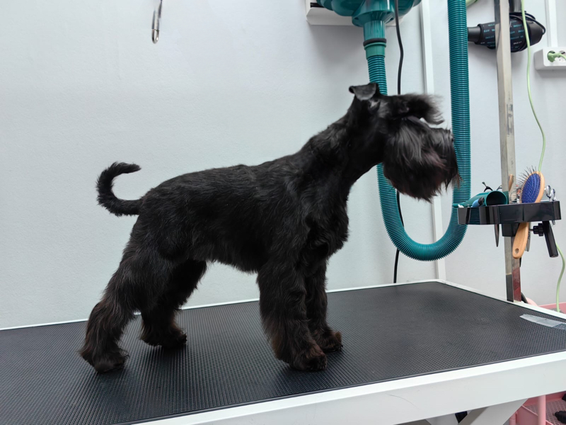 Цвергшнауцер гигиенический груминг