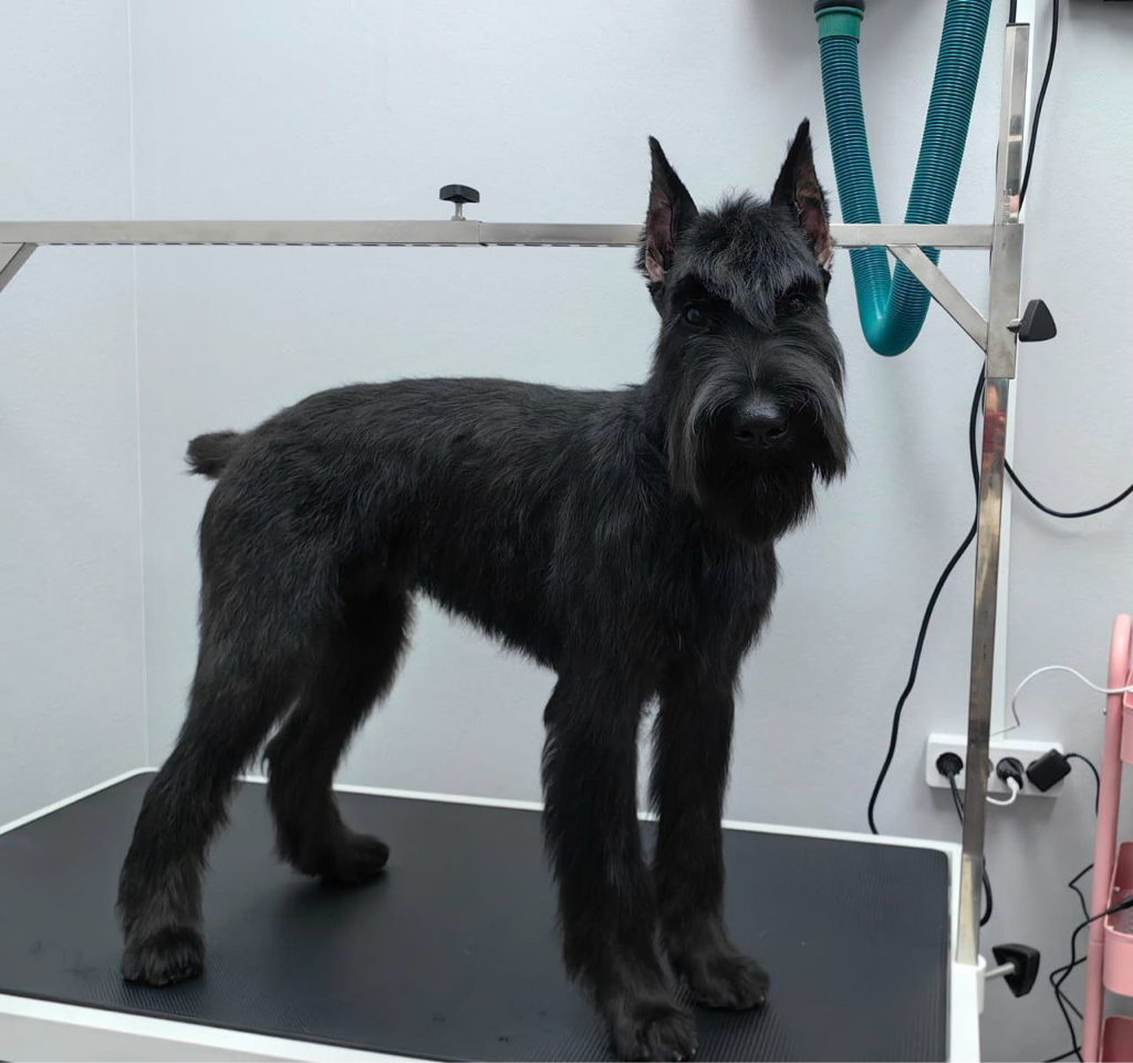 Ризеншнауцер породный тримминг