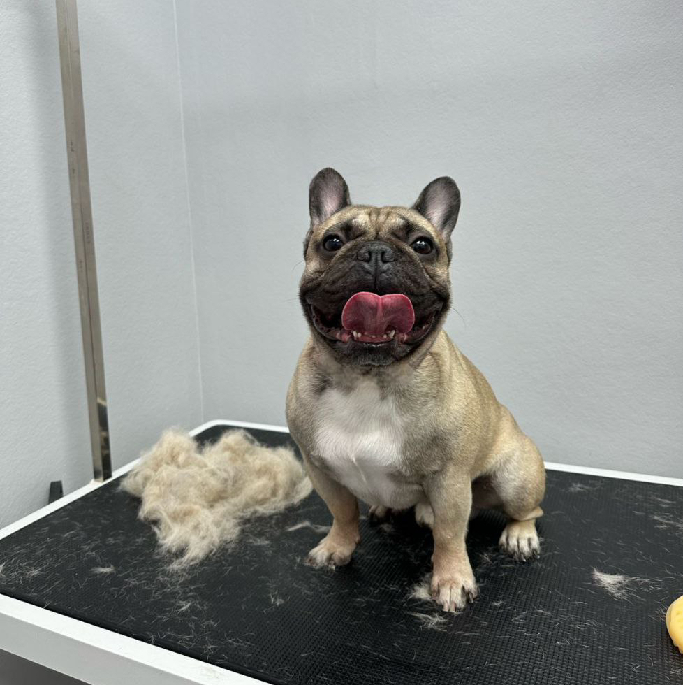 Французский бульдог экспресс линька