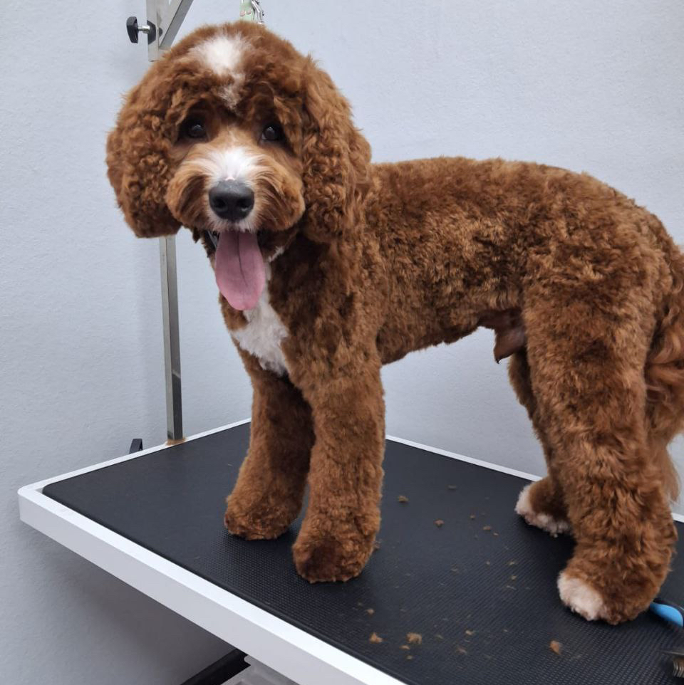 Лабрадудль, Голдендудль полный комплекс от 45 до 55 см