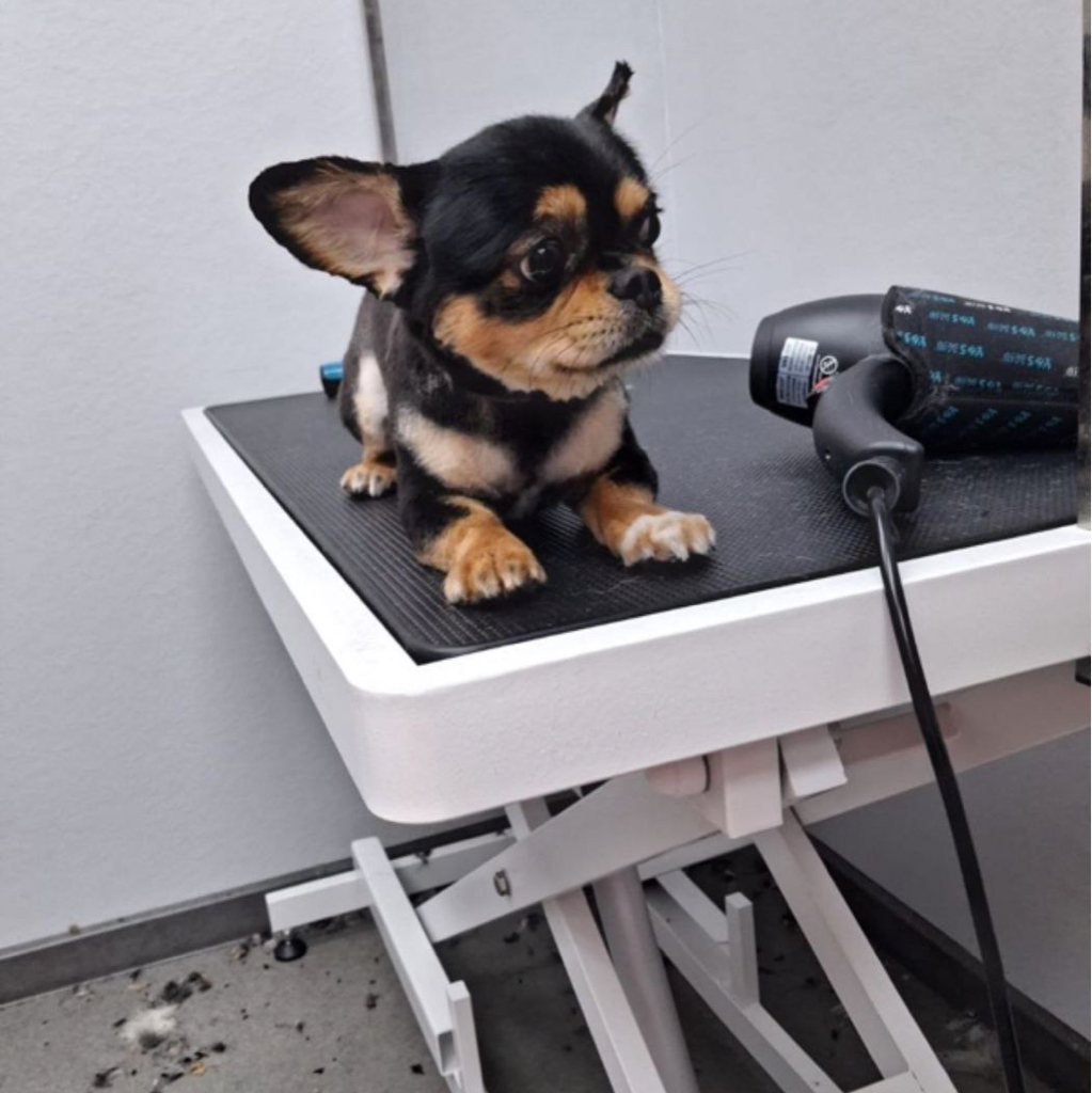 Чихуахуа модельная стрижка под машинку