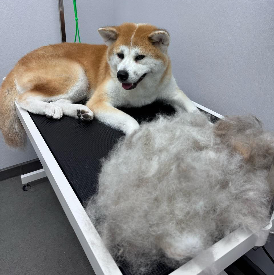 Акита ину экспресс-линька